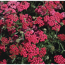 Verkleinertes Bild von Schafgarbe 'Cerise Queen' pink 15 cm Topf