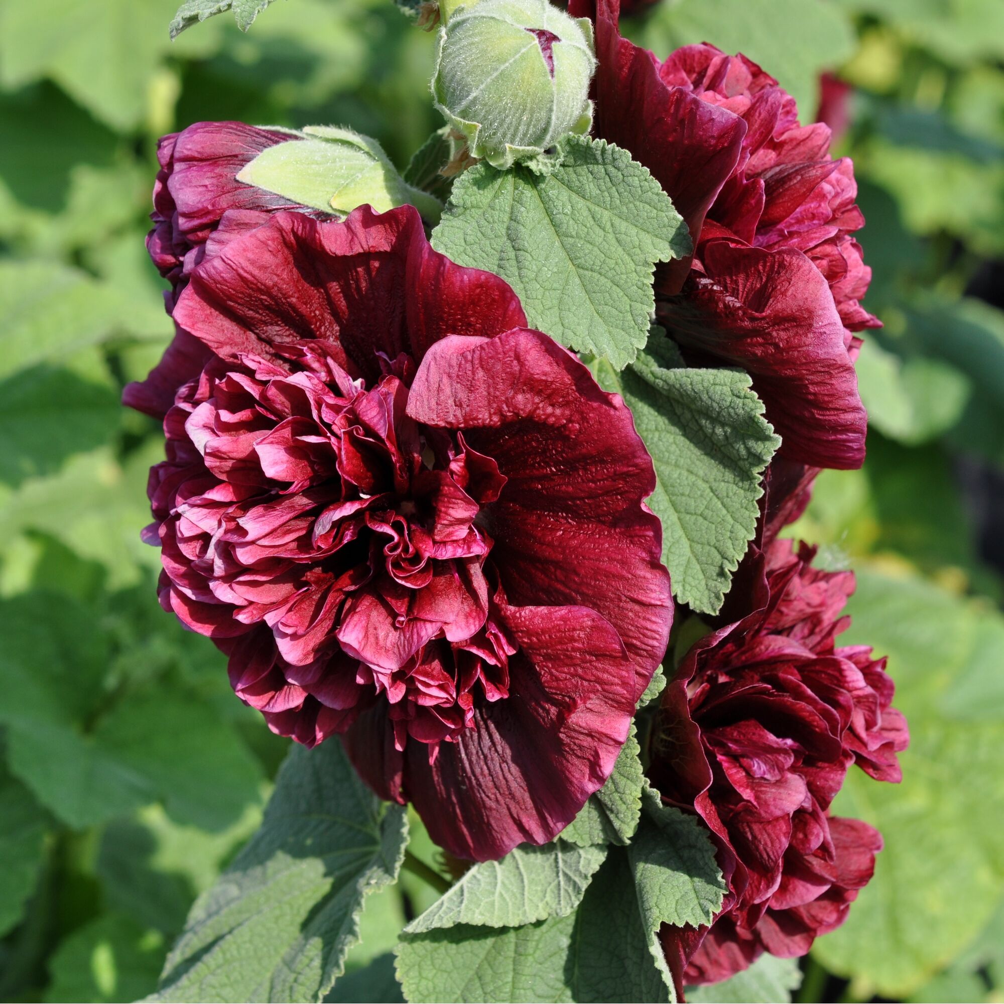 Dunkelrote Stockrosenblüten mit grünen Blättern