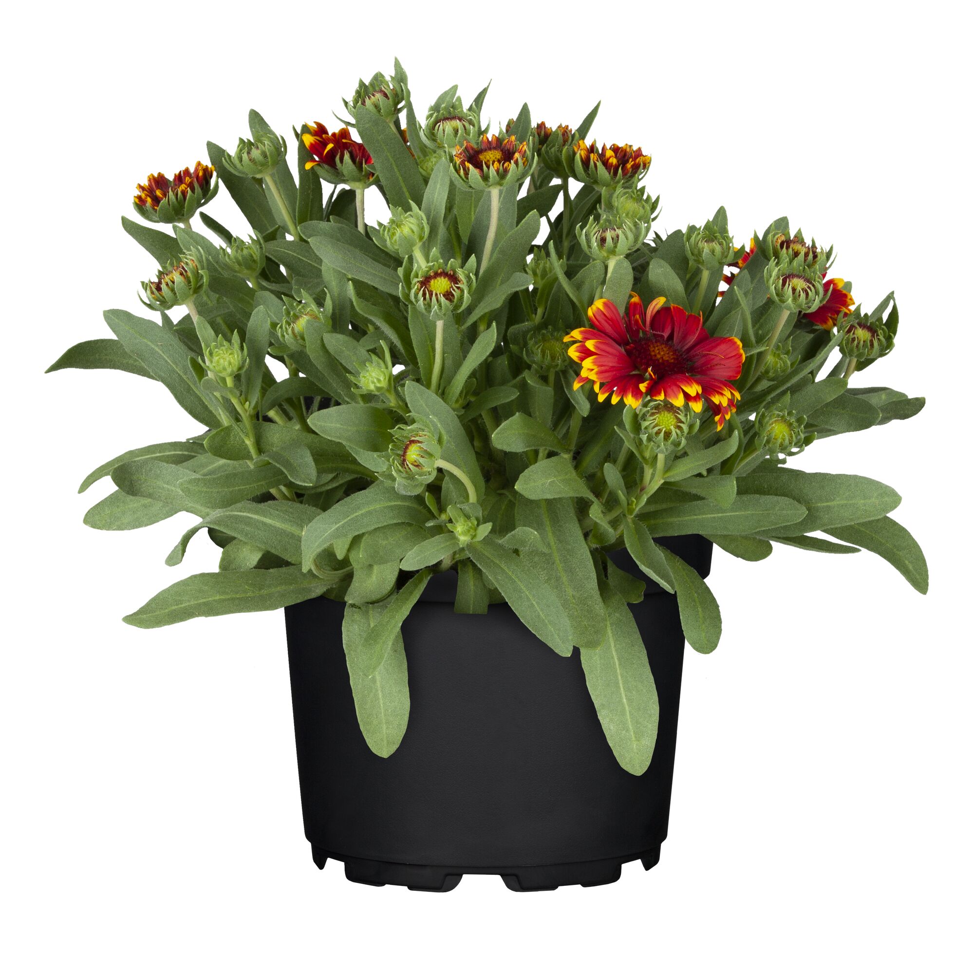 Kokardenblume im Topf