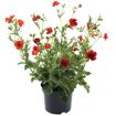 hauptbild