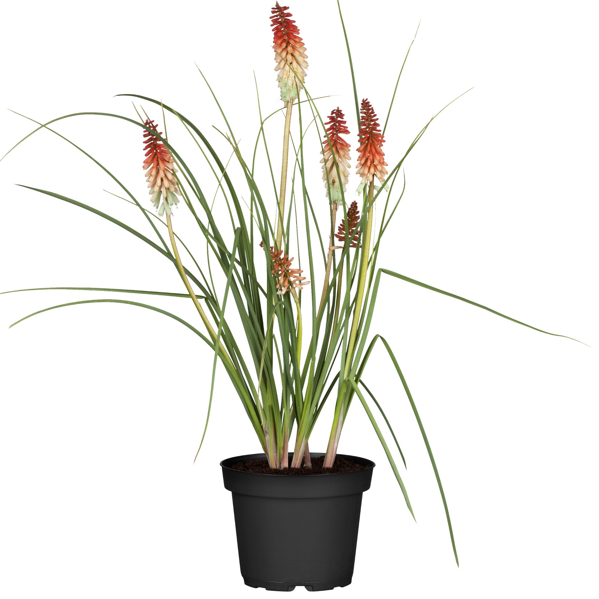Kniphofia Uvaria Trafackellilie im Topf