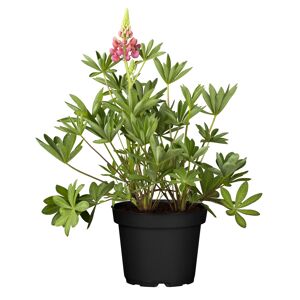 Lupine 'Gallery Red Shades' rot 15 cm Topf