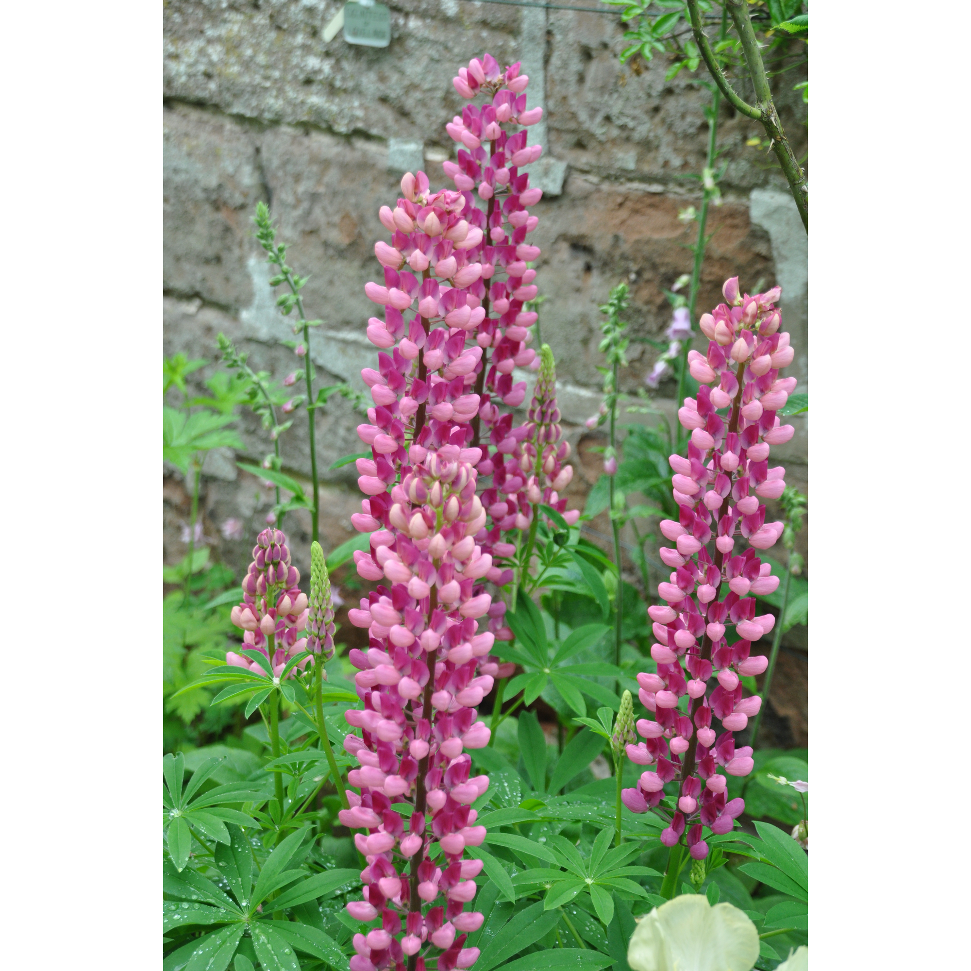 Lupine 'Gallery Red Shades' rot 15 cm Topf + product picture