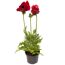 Mohn 'Beauty of Livermere' rot 15 cm Topf