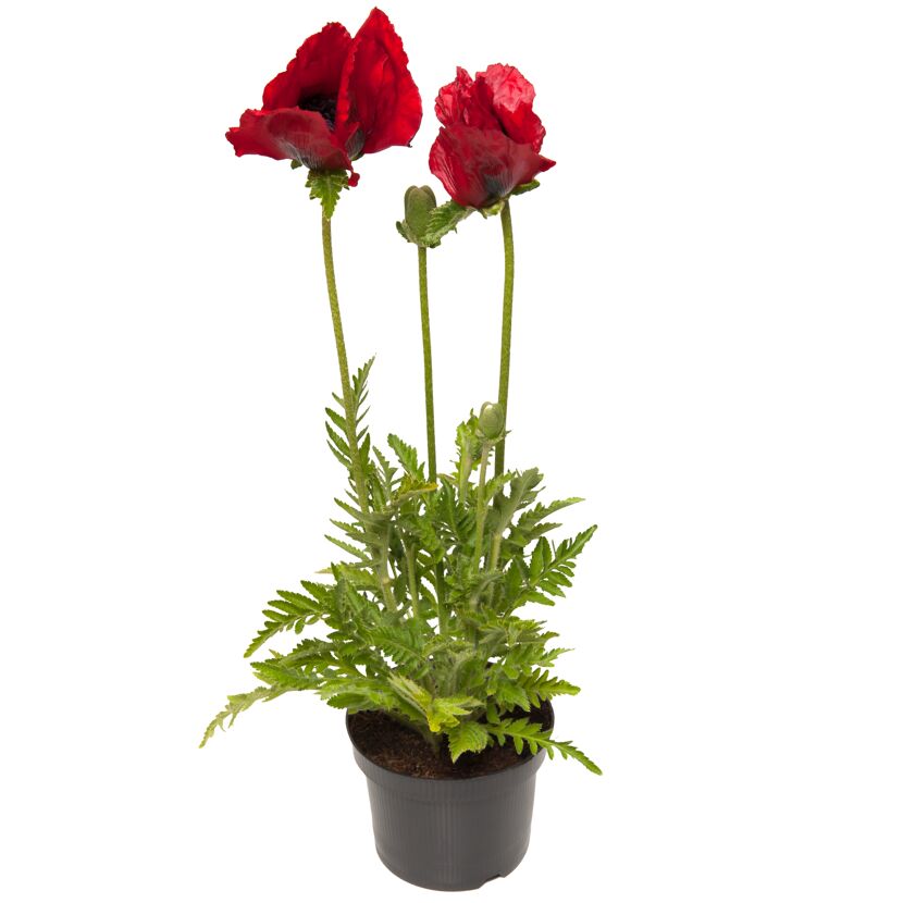 Mohn 'Beauty of Livermere' rot 15 cm Topf