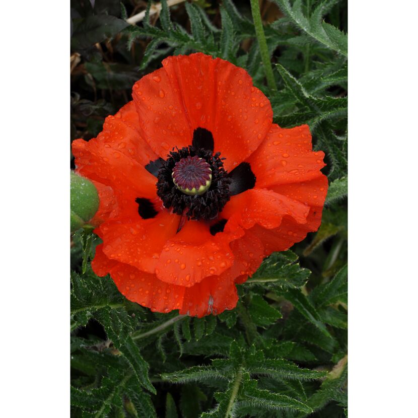 Mohn 'Beauty of Livermere' rot 15 cm Topf