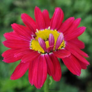 Bunte Margerite 'Robinsons Red' rot 15 cm Topf
