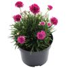 Topfpflanze Armeria maritima mit pinken Blüten