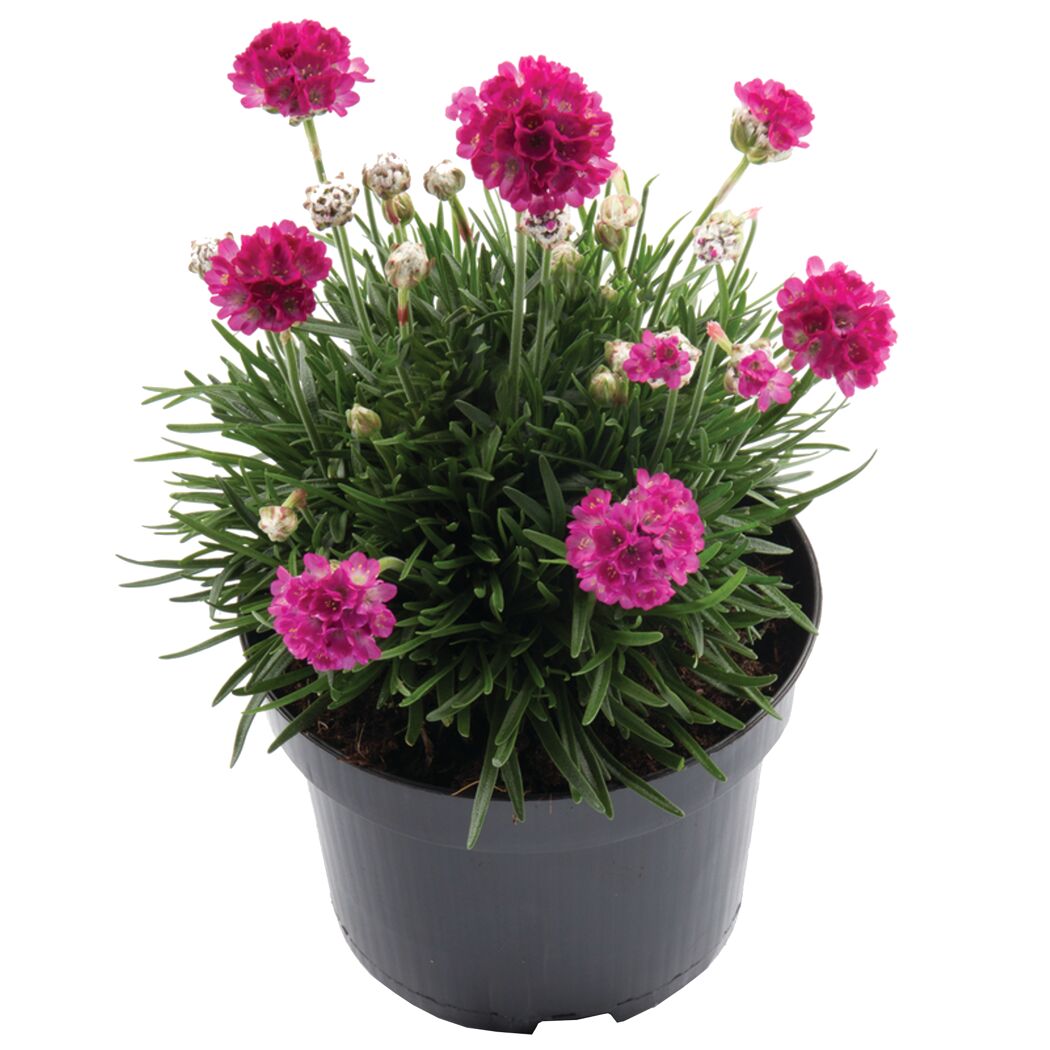 Topfpflanze Armeria maritima mit pinken Blüten