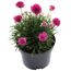 Topfpflanze Armeria maritima mit pinken Blüten