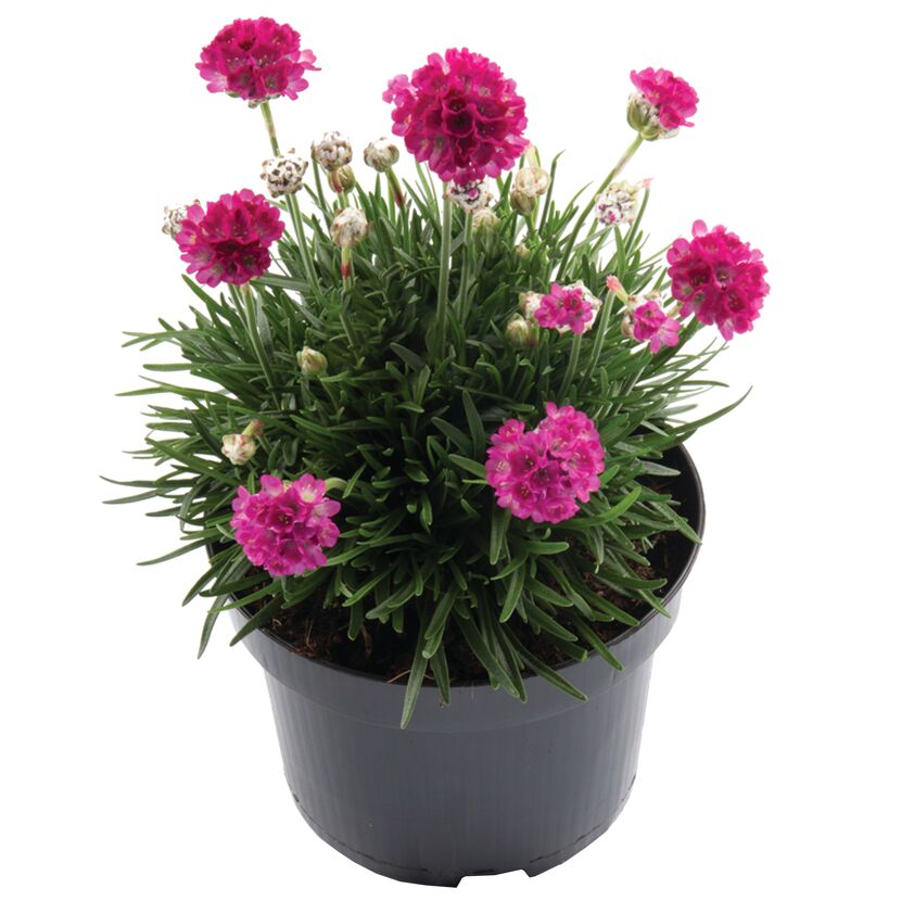 Topfpflanze Armeria maritima mit pinken Blüten