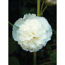 Stockrose 'Chaters White' weiß 15 cm Topf