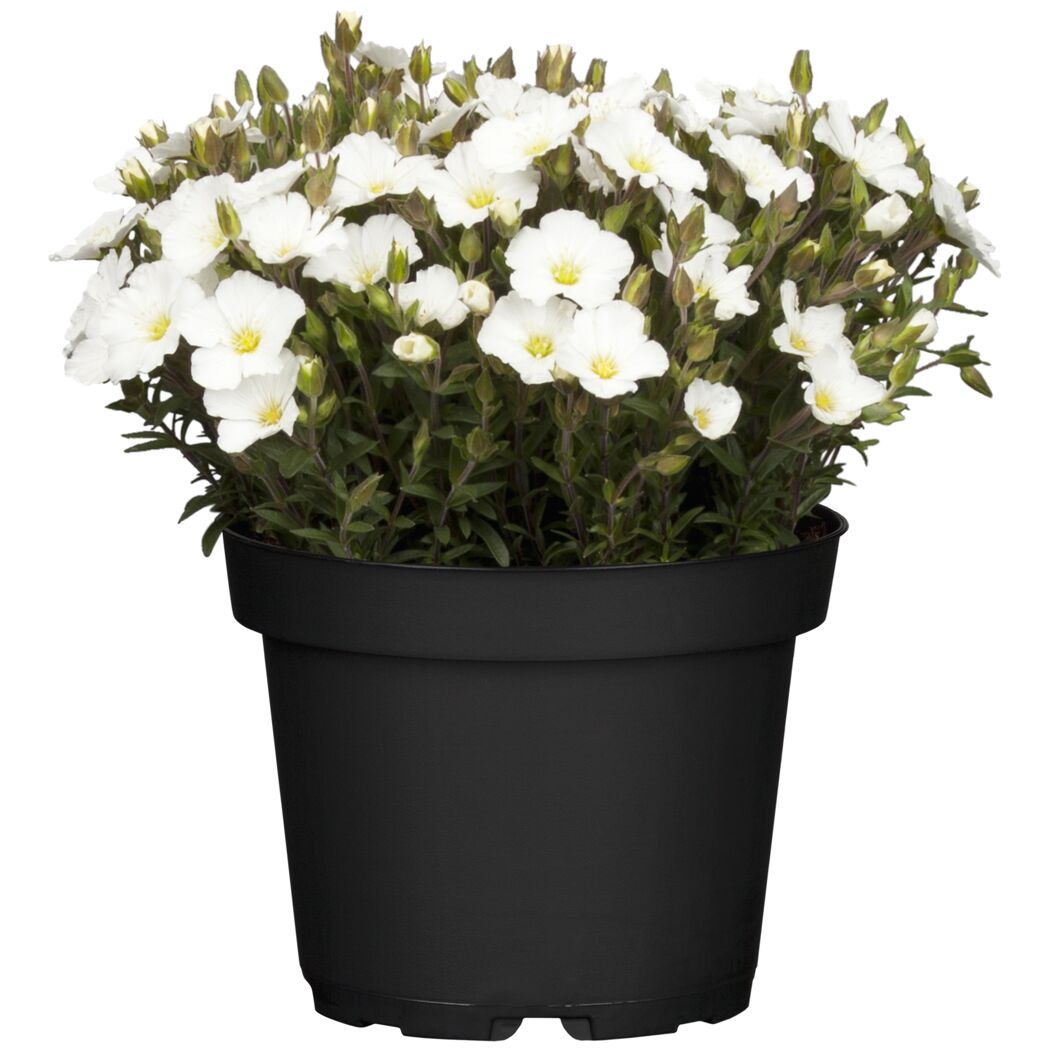 Berg-Sandkraut 'Blizzard® Compact' weiß 15 cm Topf
