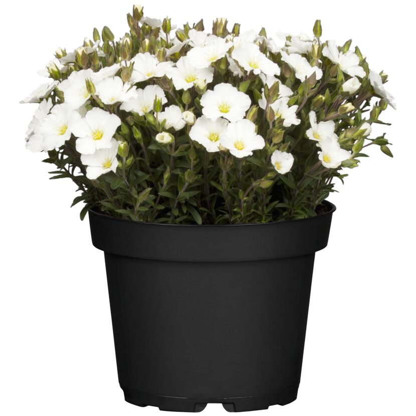 Berg-Sandkraut 'Blizzard® Compact' weiß 15 cm Topf