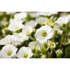 Berg-Sandkraut 'Blizzard® Compact' weiß 15 cm Topf
