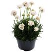 hauptbild