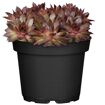 hauptbild