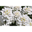 Verkleinertes Bild von Immergrüne Schleifenblume 'Fischbeck' weiß 15 cm Topf