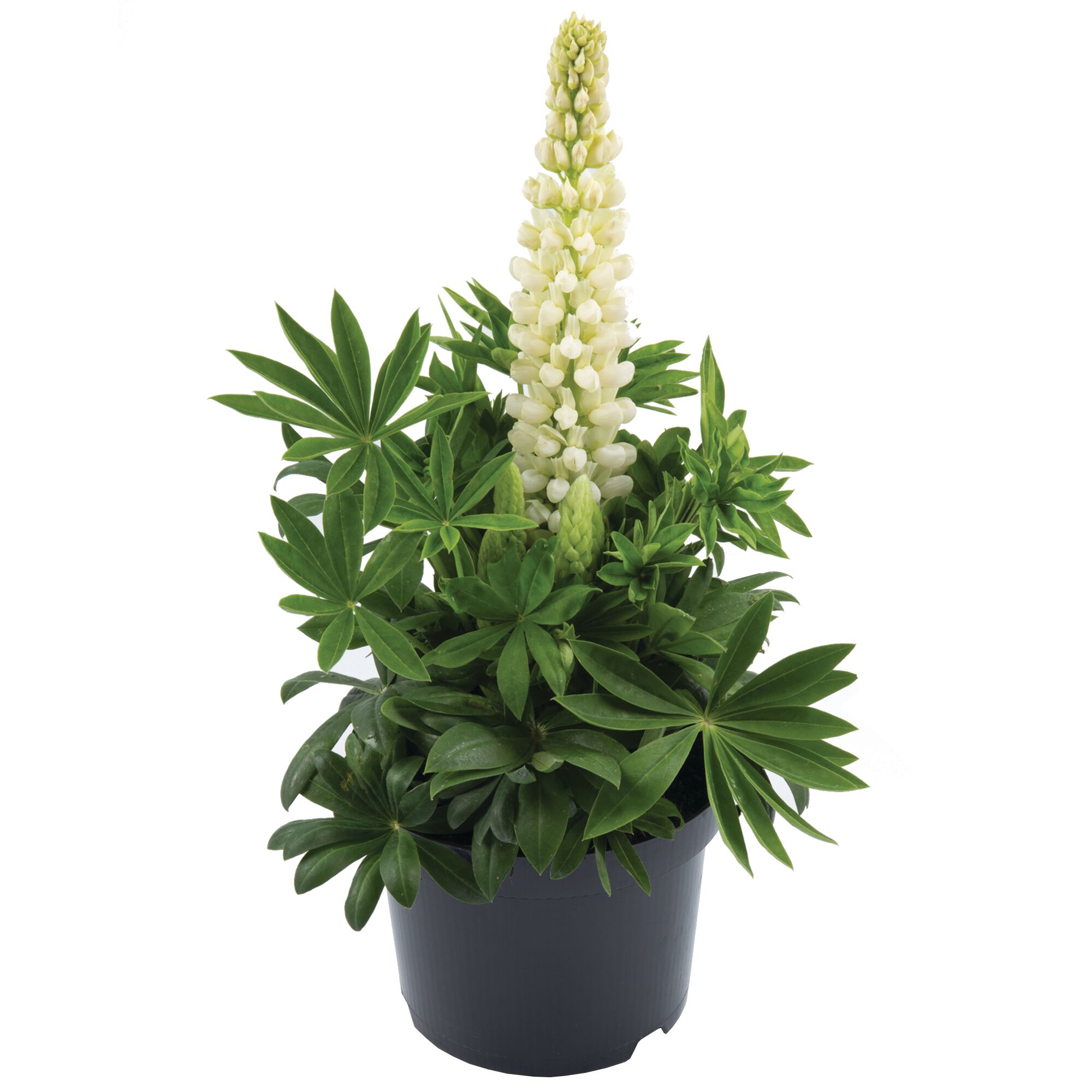 Lupine mit weißen Blüten in schwarzem Topf