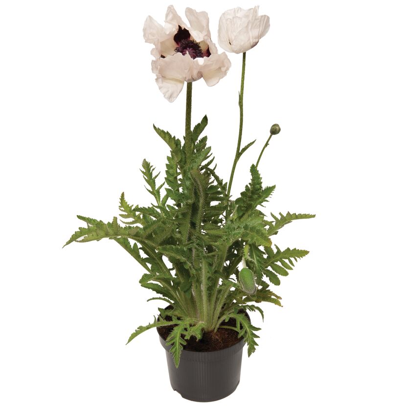 Mohn 'Royal Wedding' weiß 15 cm Topf
