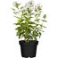 Hoher Staudenphlox 'Miss Holland' weiß/rosa 15 cm Topf