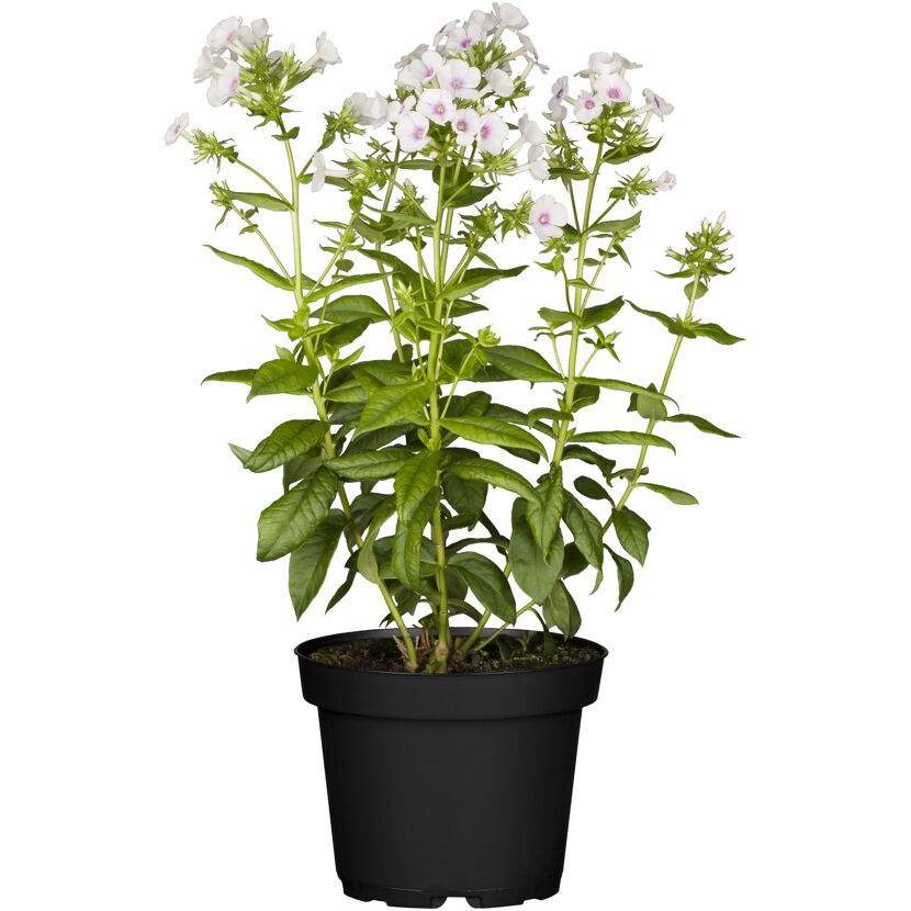 Hoher Staudenphlox 'Miss Holland' weiß/rosa 15 cm Topf