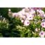 Hoher Staudenphlox 'Miss Holland' weiß/rosa 15 cm Topf