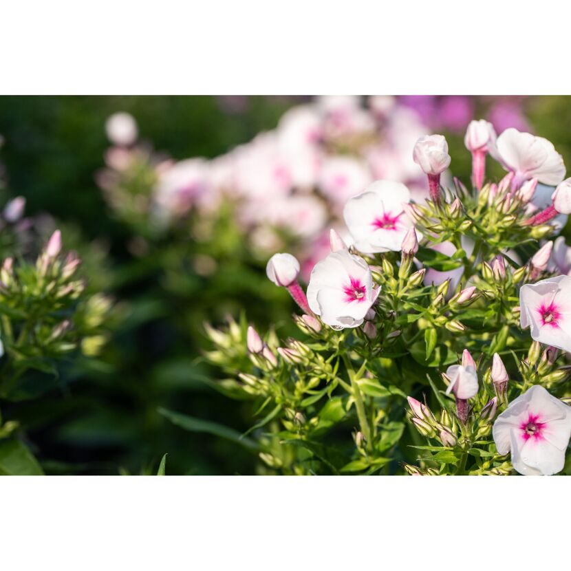 Hoher Staudenphlox 'Miss Holland' weiß/rosa 15 cm Topf