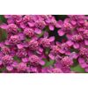 Nahaufnahme von pinken Schafgarbenblüten