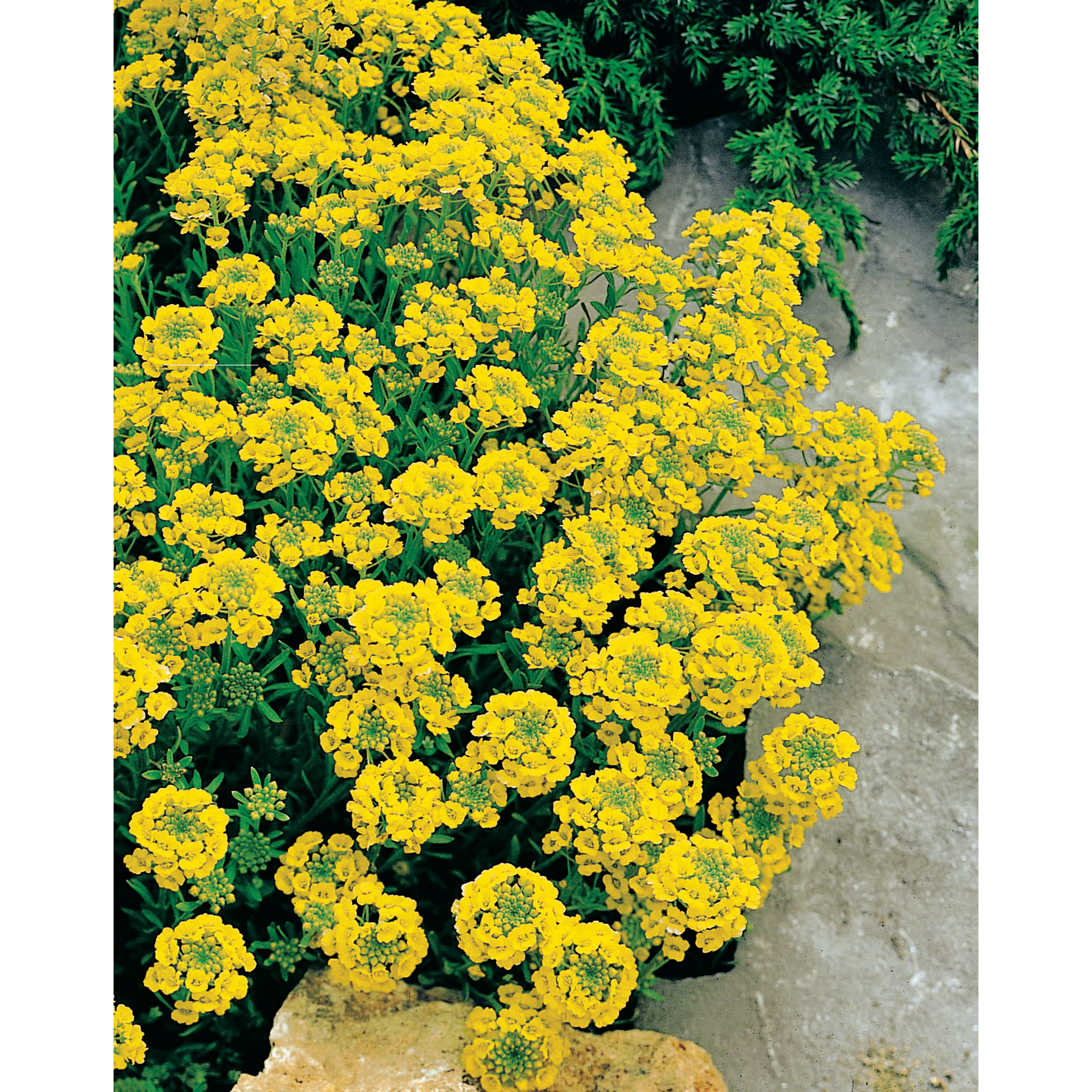 Felsen-Steinkraut gelb 11 cm Topf, 3er-Set + product picture
