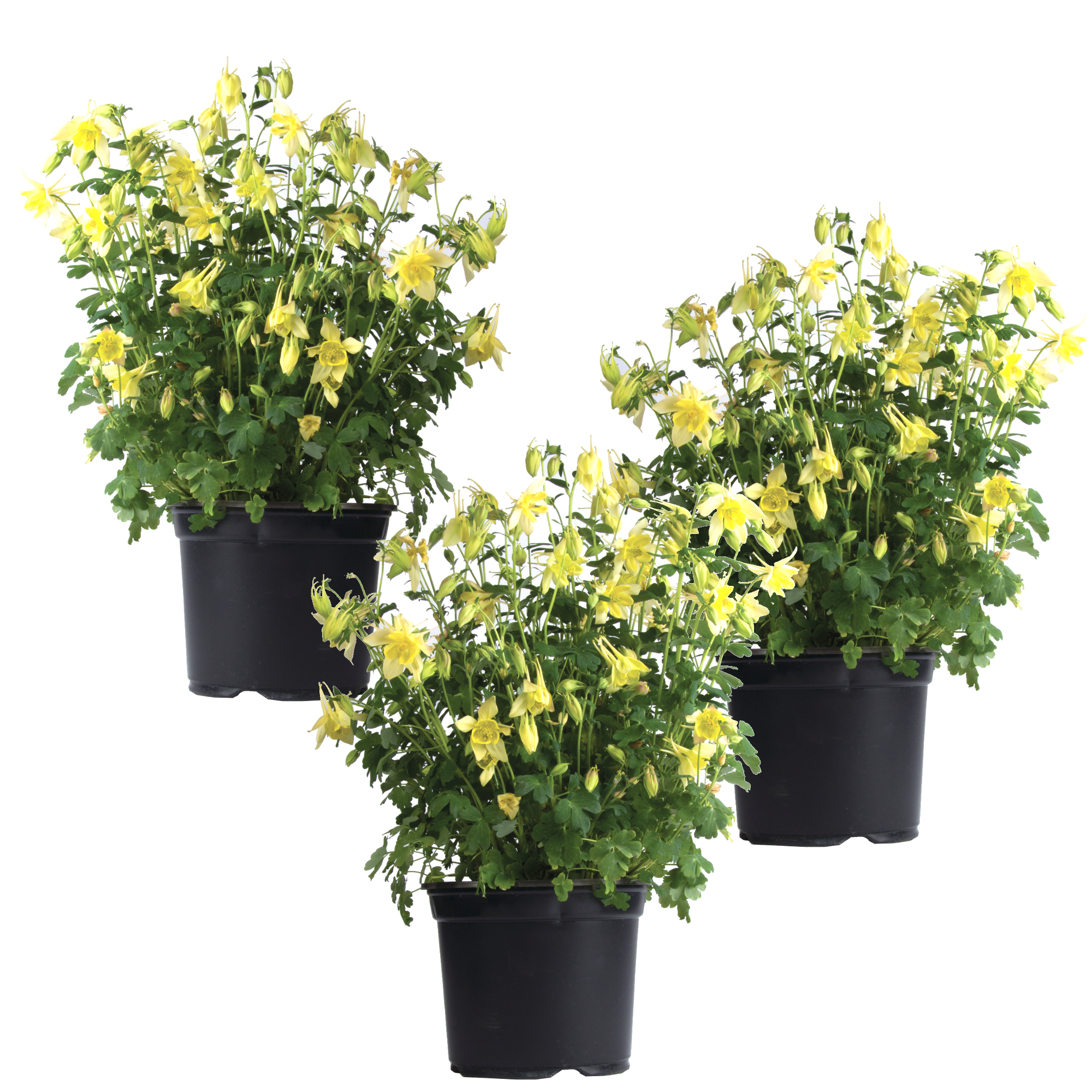 Akelei 'Spring Magic Yellow' gelb 11 cm Topf, 3er-Set + product picture