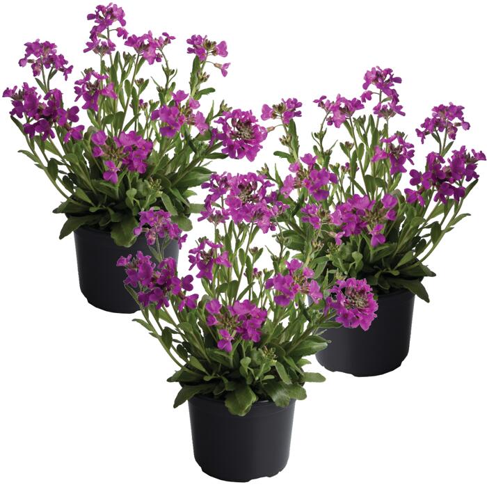 toom Gänsekresse pink 11 cm Topf, 3erSet ǀ toom Baumarkt