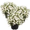 hauptbild