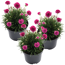 Strand-Grasnelke 'Abbey Deep Rose' rosa 11 cm Topf, 3er-Set