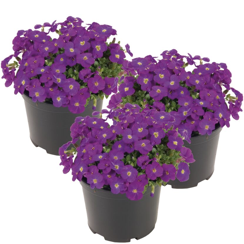Drei Töpfe mit violetten Blaukissen