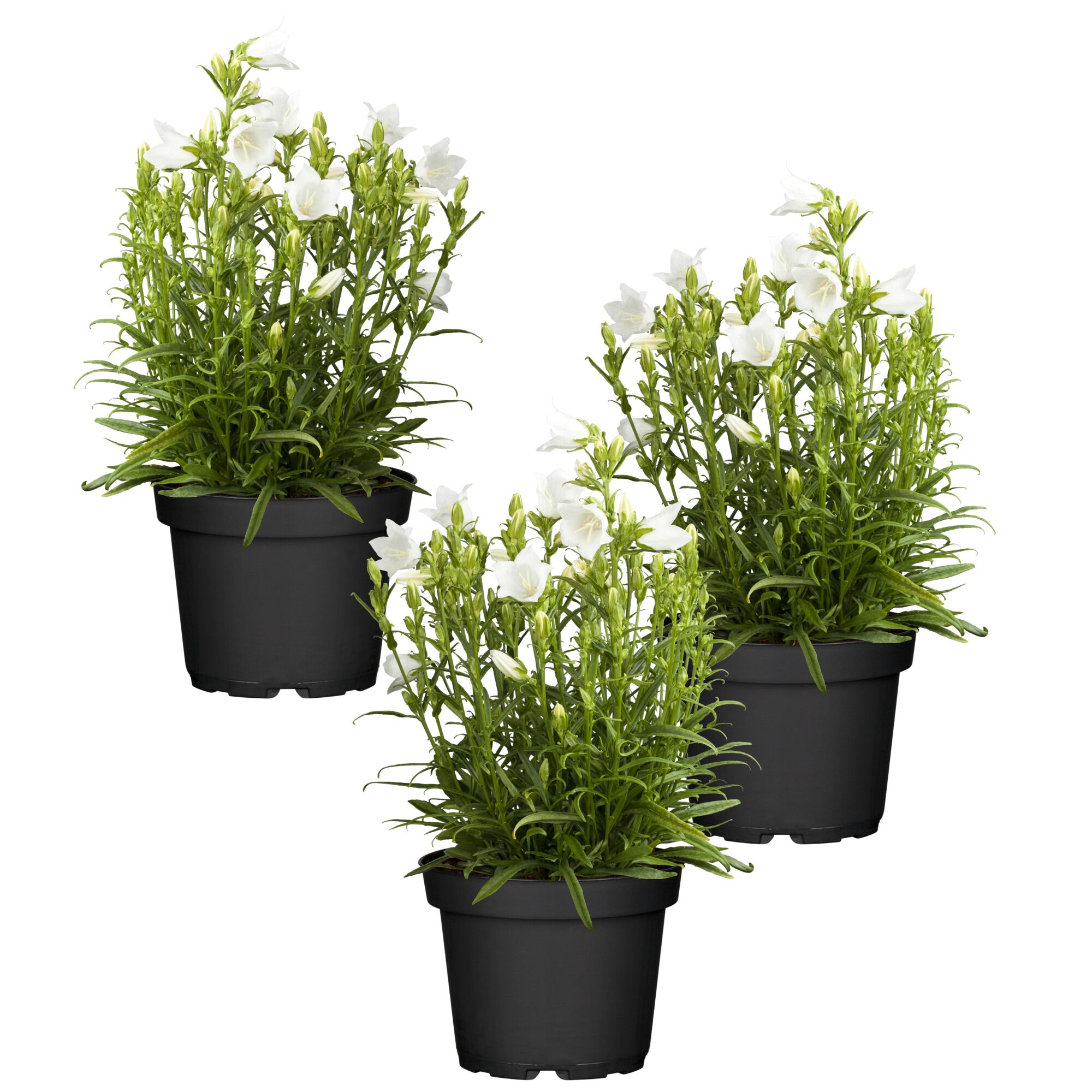 Drei Campanula Perlglockenblumen in schwarzen Töpfen