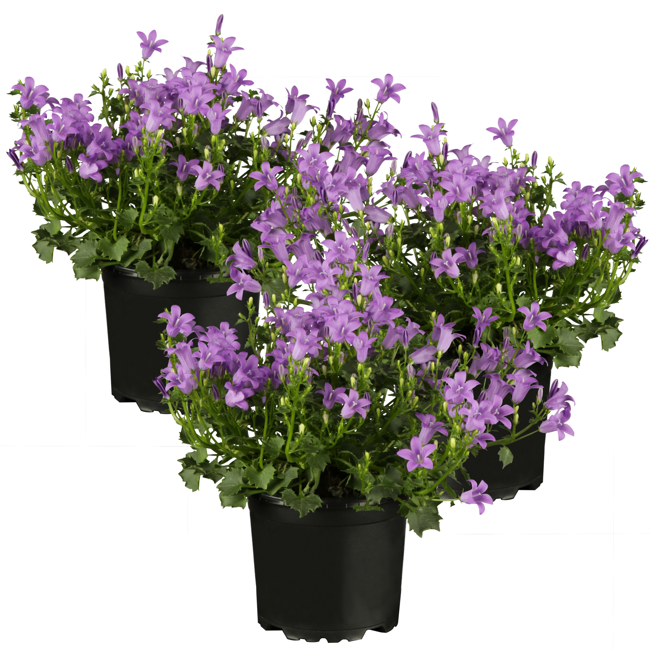 Bild von Dalmatiner Glockenblume 'Catharina' blau 11 cm Topf, 3er-Set