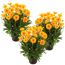 Drei Töpfchen mit gelben Coreopsis-Blüten.