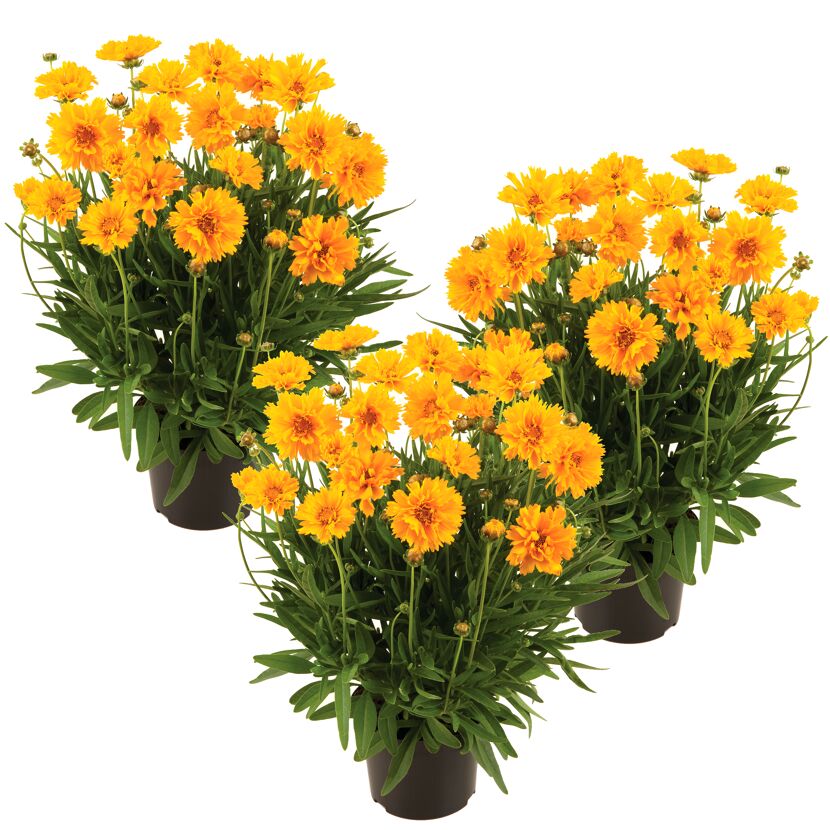 Drei Töpfchen mit gelben Coreopsis-Blüten.
