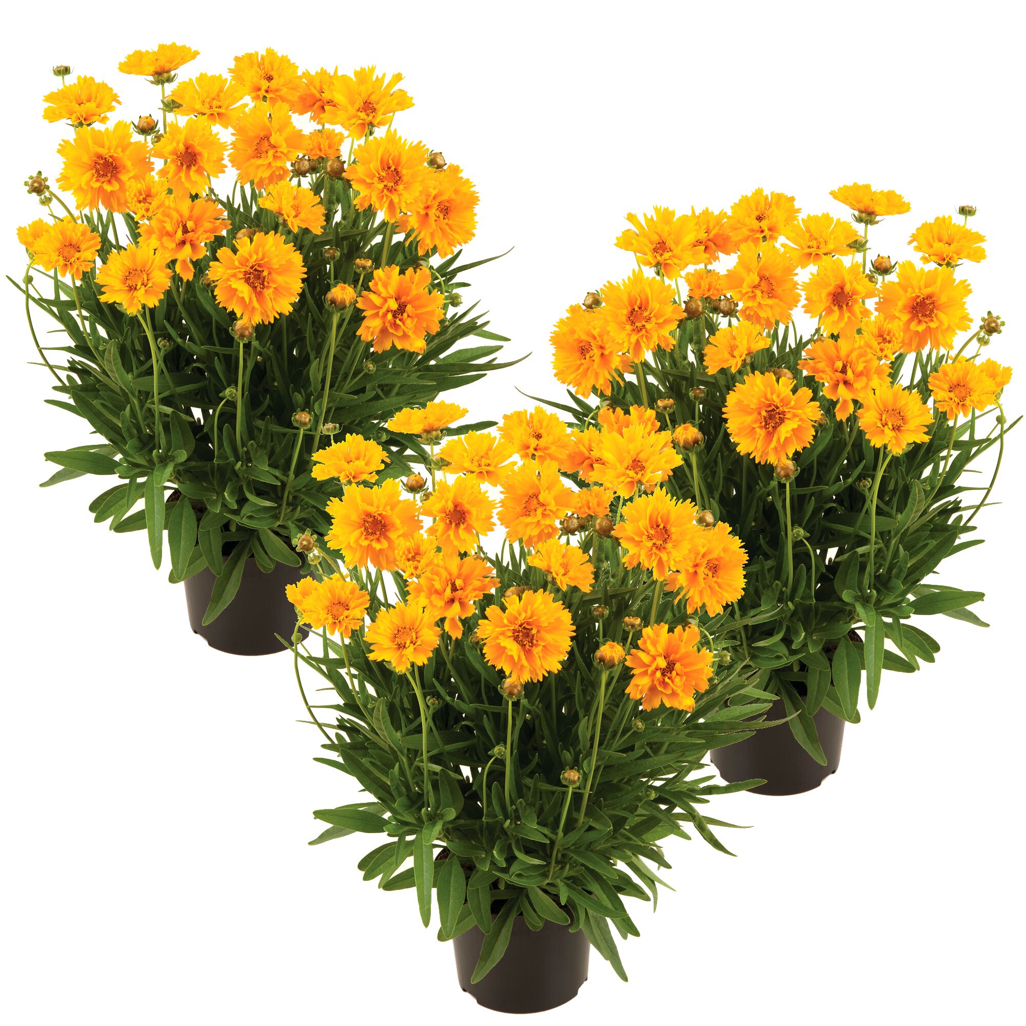 Drei Töpfchen mit gelben Coreopsis-Blüten.