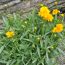 Gelbe Blüten des Mädchenauges