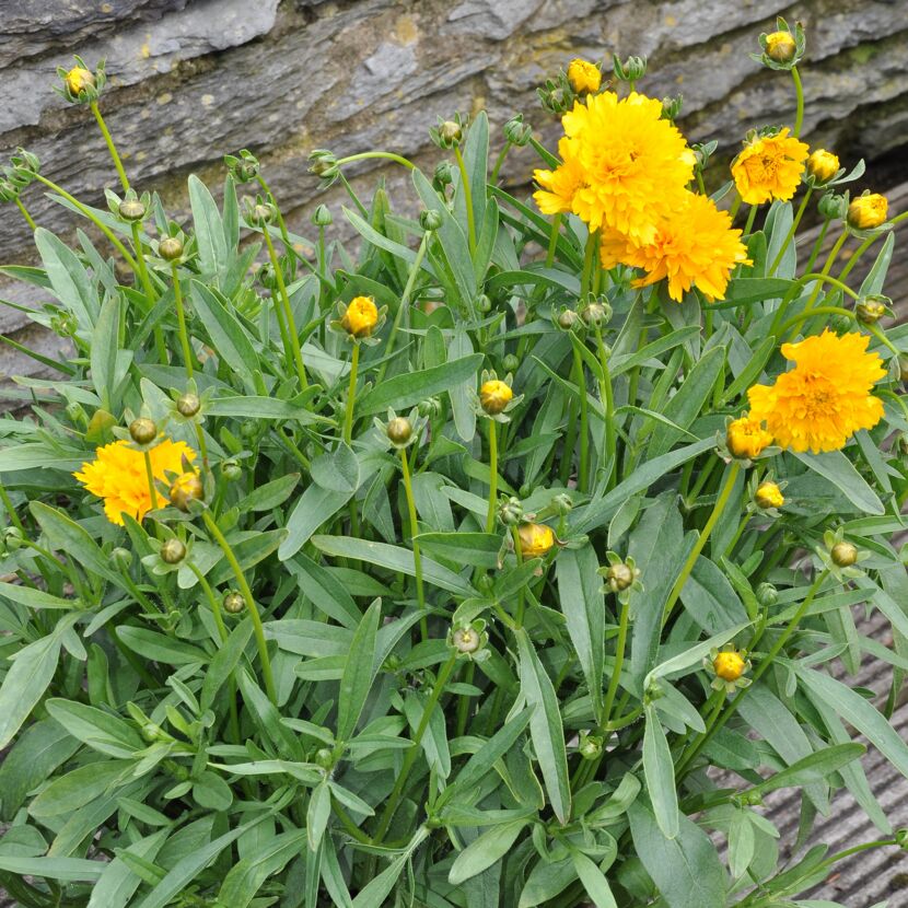 Gelbe Blüten des Mädchenauges