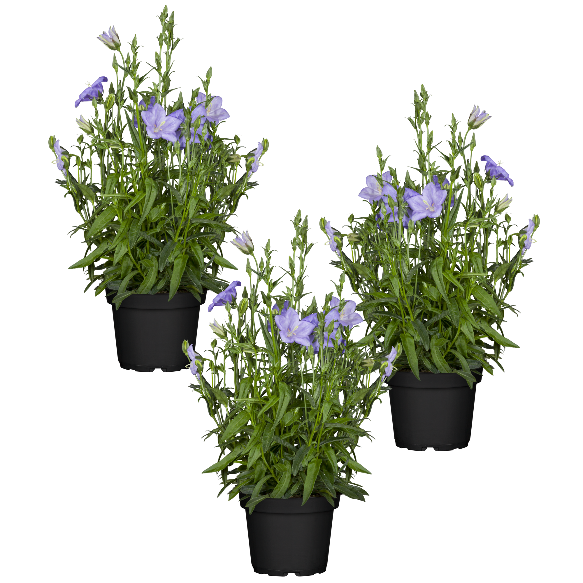 Pfirsichblättrige Glockenblume 'Grandiflora' blau 11 cm Topf, 3er-Set + product picture