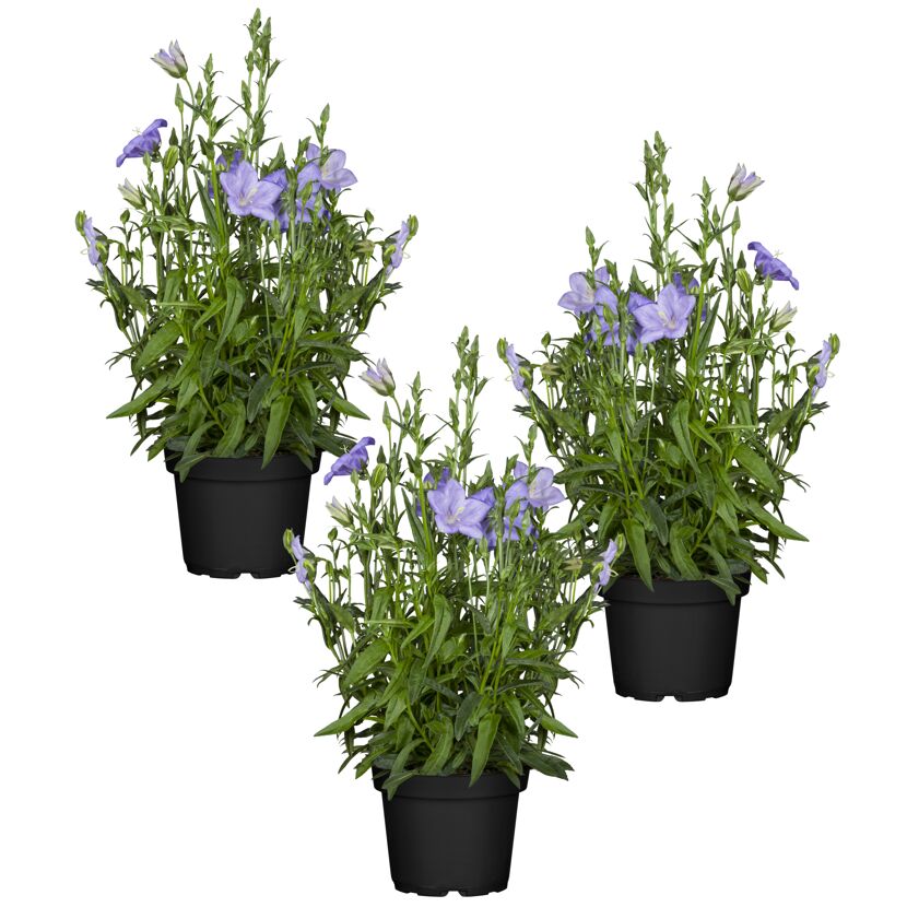 Drei Campanula Peregrina in schwarzen Plastiktöpfen