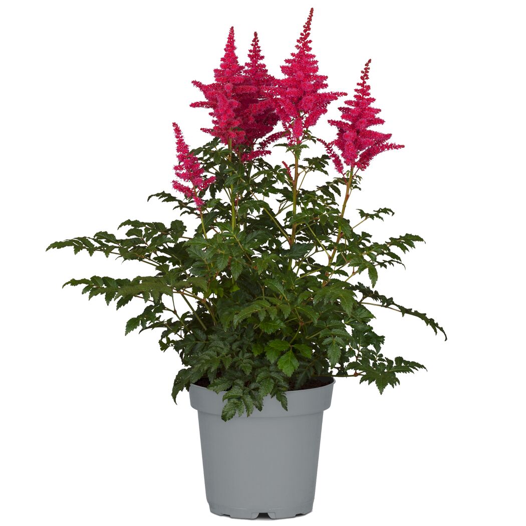Topfpflanze Prachtspiere mit rosa Blüten