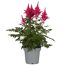 Topfpflanze Prachtspiere mit rosa Blüten