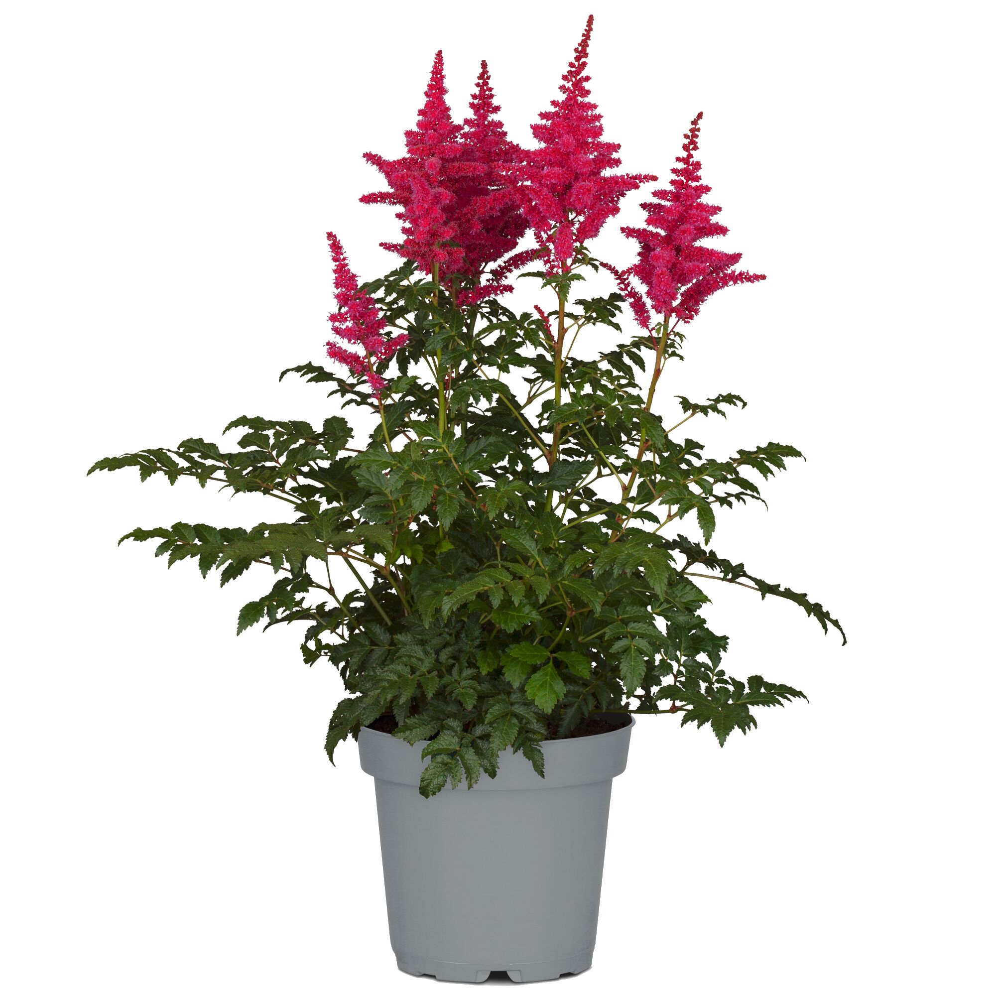 Topfpflanze Prachtspiere mit rosa Blüten