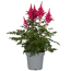 Prachtspiere verschiedene Farben 15 cm Topf