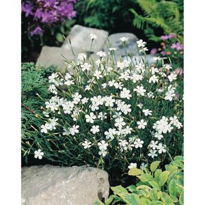 Heide-Nelke 'Albus' weiß 11 cm Topf, 3er-Set