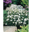Heide-Nelke 'Albus' weiß 11 cm Topf, 3er-Set